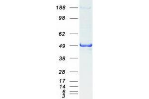 Validation with Western Blot