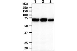 The cell lysates (40ug) were resolved by SDS-PAGE, transferred to PVDF membrane and probed with anti-human XPNPEP1 antibody (1:1000).