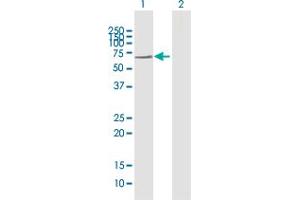 Western Blot analysis of GBP2 expression in transfected 293T cell line by GBP2 MaxPab polyclonal antibody. (GBP2 anticorps  (AA 1-591))