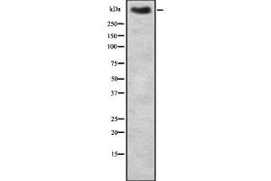 Western blot analysis of MUC2 using HT-29 whole cell lysates (MUC2 anticorps)