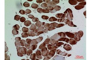Immunohistochemistry (IHC) analysis of paraffin-embedded Human Muscle, antibody was diluted at 1:100.