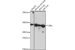 Western blot analysis of extracts of various cell lines, using LXRα Rabbit mAb (ABIN1679005, ABIN3018365, ABIN3018366 and ABIN7101602) at 1:1000 dilution. (NR1H3 anticorps)