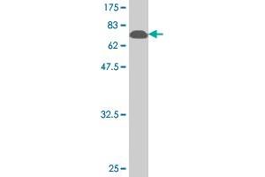 Western Blot detection against Immunogen (74.