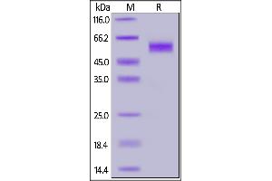 Human NKG2D, Mouse IgG2a Fc Tag on  under reducing (R) condition. (KLRK1 Protein (AA 73-216) (mFc Tag))