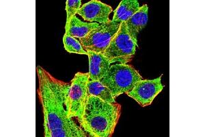 Immunofluorescence analysis of Hela cells using CD207 mouse mAb (green). (CD207 anticorps  (AA 65-328))