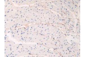 IHC-P analysis of Mouse Heart Tissue, with DAB staining. (Fibrillin 1 anticorps  (AA 1701-1887))