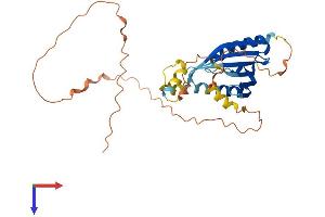 AlphaFold protein structure predicition of Human Recombinant C6orf136 Protein, UniprotID Q5SQH8