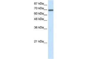 WB Suggested Anti-ELL Antibody Titration:  7. (ELL anticorps  (N-Term))