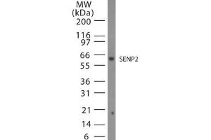 Image no. 1 for anti-SUMO1/sentrin/SMT3 Specific Peptidase 2 (SENP2) (AA 500-550) antibody (ABIN208758) (SENP2 anticorps  (AA 500-550))