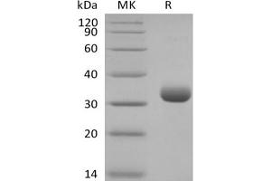 Western Blotting (WB) image for Butyrophilin, Subfamily 3, Member A2 (BTN3A2) protein (Biotin,His-Avi Tag) (ABIN7319891)