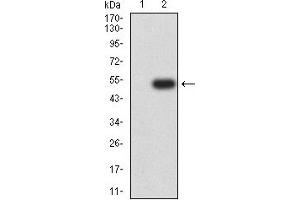 Western blot analysis using CD114 mAb against HEK293 (1) and CD114 (AA: extra 25-187)-hIgGFc transfected HEK293 (2) cell lysate.