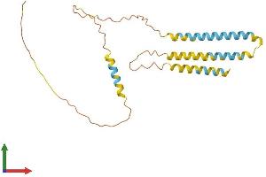 AlphaFold protein structure predicition of Human Recombinant ARL6IP6 Protein, UniprotID Q8N6S5