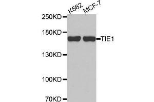 Western blot analysis of extracts of various cell lines, using TIE1 antibody. (TIE1 anticorps  (AA 350-600))