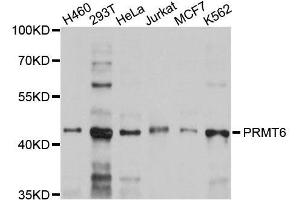 Western blot analysis of extracts of various cell lines, using PRMT6 antibody. (PRMT6 anticorps)