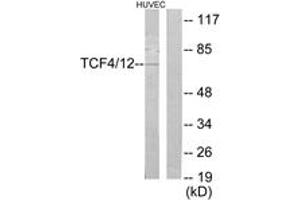 Western blot analysis of extracts from HuvEc cells, using TCF4/12 Antibody. (TCF4/12 (AA 581-630) anticorps)