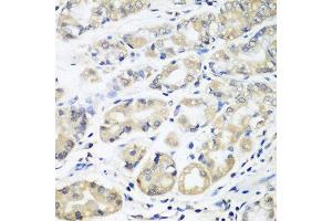 Immunohistochemistry of paraffin-embedded human stomach using HLA-DMB antibody at dilution of 1:100 (40x lens). (HLA-DMB anticorps)