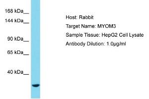 Host: Rabbit Target Name: MYOM3 Sample Tissue: Human HepG2 Whole Cell Antibody Dilution: 1ug/ml (MYOM3 anticorps  (C-Term))