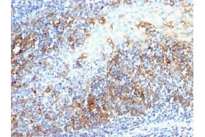 Formalin-fixed, paraffin-embedded human Tonsil stained with CDC20 Mouse Monoclonal Antibody (AR12). (CDC20 anticorps)