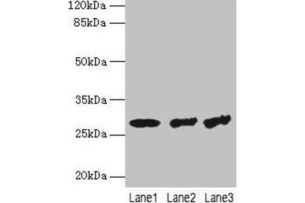 TBCB antibody  (AA 1-244)