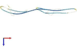 AlphaFold protein structure predicition of Human Recombinant HMMR Protein, UniprotID O75330