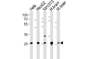 Western blot analysis of lysates from Hela, HepG2, mouse NIH/3T3 cell line, human brain and mouse brain tissue lysate(from left to right), using NDUFS3 Antibody (C-term) (ABIN6243369 and ABIN6577514). (NDUFS3 anticorps  (C-Term))