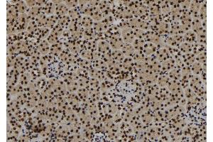 ABIN6267174 at 1/100 staining Mouse kidney tissue by IHC-P. (SF3B1 anticorps  (pThr313))