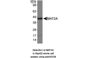 Image no. 1 for anti-Methionine Adenosyltransferase II, alpha (MAT2A) (AA 1-100), (N-Term) antibody (ABIN363647) (MAT2A anticorps  (N-Term))