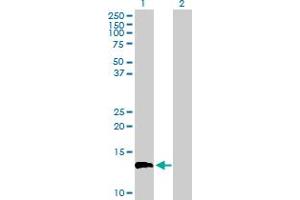 Western Blot analysis of EGFLAM expression in transfected 293T cell line by EGFLAM MaxPab polyclonal antibody. (EGFLAM anticorps  (AA 1-152))