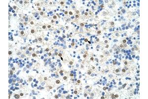 DAZAP1 antibody was used for immunohistochemistry at a concentration of 4-8 ug/ml to stain Hepatocytes (arrows) in Human Liver. (DAZAP1 anticorps  (C-Term))