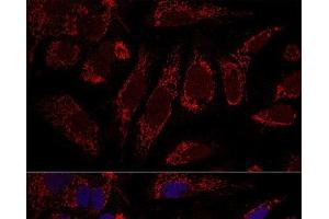 Confocal immunofluorescence analysis of U2OS cells using CHCHD3 Polyclonal Antibody at dilution of 1:100. (CHCHD3 anticorps)
