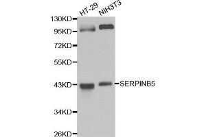 Western blot analysis of HT-29 cell and NIH3T3 cell lysate using SERPINB5 antibody. (SERPINB5 anticorps  (AA 21-189))