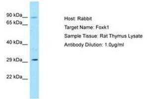 Image no. 1 for anti-Forkhead Box K1 (Foxk1) (AA 61-110) antibody (ABIN6749848) (Foxk1 anticorps  (AA 61-110))