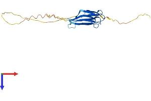 AlphaFold protein structure predicition of Mouse Recombinant Npm2 Protein, UniprotID Q80W85