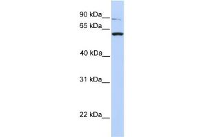 WB Suggested Anti-PTPRA Antibody Titration:  0. (PTPRA anticorps  (C-Term))