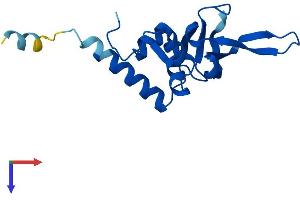 AlphaFold protein structure predicition of Mouse Recombinant Rpl26 Protein, UniprotID P61255