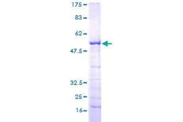 RASL12 Protein (AA 1-266) (GST tag)