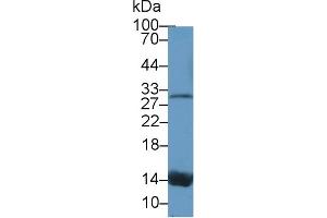 Western Blot; Sample: Canine Serum; Primary Ab: 1µg/ml Rabbit Anti-Canine TTR Antibody Second Ab: 0.