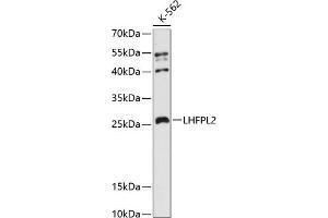 Western blot analysis of extracts of K-562 cells, using LHFPL2 antibody (ABIN6133392, ABIN6143187, ABIN6143189 and ABIN6216567) at 1:3000 dilution.