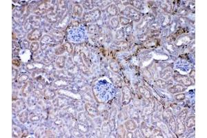 IHC testing of FFPE mouse kidney tissue with Galectin 1 antibody at 1ug/ml. (LGALS1/Galectin 1 anticorps)
