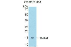 Western Blotting (WB) image for anti-serpin Peptidase Inhibitor, Clade A (Alpha-1 Antiproteinase, Antitrypsin), Member 6 (SERPINA6) (AA 132-247) antibody (ABIN1858270)