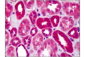 Image no. 1 for anti-Slit Homolog 1 (SLIT1) (AA 487-504) antibody (ABIN303378) (SLIT1 anticorps  (AA 487-504))
