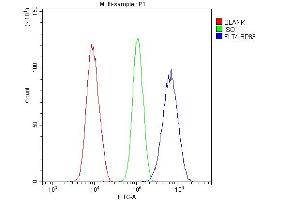 Flow Cytometry analysis of U20S cells using anti-VEGF Receptor 3 antibody (ABIN5693136). (FLT4 anticorps  (AA 25-259))