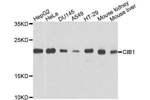 Western blot analysis of extracts of various cell lines, using CIB1 antibody. (CIB1 anticorps  (AA 1-191))