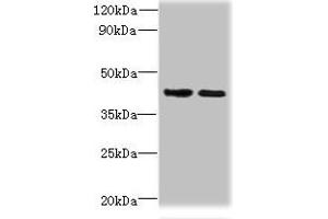 Western blot All lanes: CHID1 antibody at 0. (CHID1 anticorps  (AA 20-393))