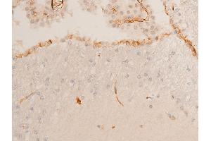 ABIN6267253 at 1/100 staining mouse brain tissue sections by IHC-P.