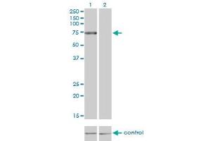 Western blot analysis of TLR4 over-expressed 293 cell line, cotransfected with TLR4 Validated Chimera RNAi (Lane 2) or non-transfected control (Lane 1). (TLR4 anticorps  (AA 214-291))