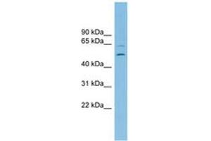 C2orf30 antibody  (AA 359-408)