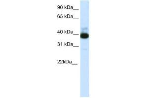 TTC19 antibody (20R-1251) used at 0. (TTC19 anticorps  (C-Term))