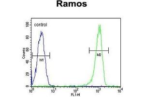 C11orf53 Antibody (C-term) flow cytometric analysis of Ramos cells (right histogram) compared to a negative control cell (left histogram). (C11orf53 anticorps  (C-Term))