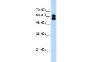 Western Blotting (WB) image for anti-Placental Alkaline Phosphatase (ALPP) antibody (ABIN2462509) (PLAP anticorps)